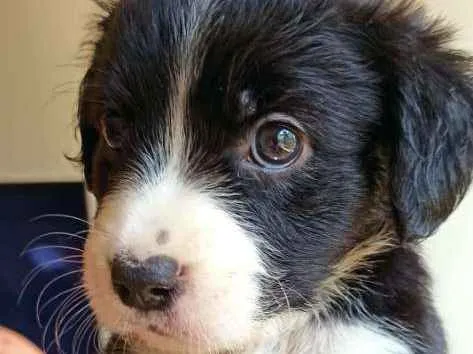 Cachorro ra a MESTIÇO PITBULL idade 2 a 6 meses nome POMPOM