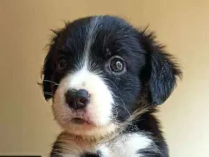 Cachorro raça MESTIÇO PITBULL idade 2 a 6 meses nome POMPOM