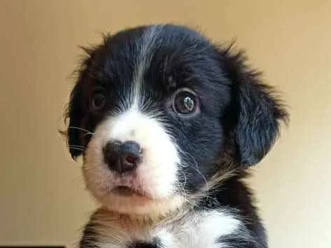 Cachorro ra a MESTIÇO PITBULL idade 2 a 6 meses nome POMPOM