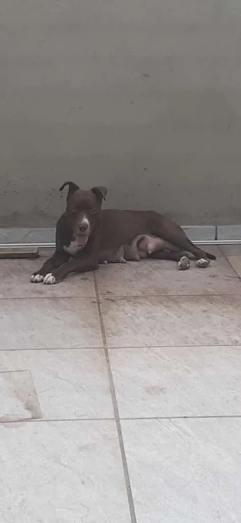 Cachorro ra a MESTIÇO PITBULL idade 2 a 6 meses nome POMPOM
