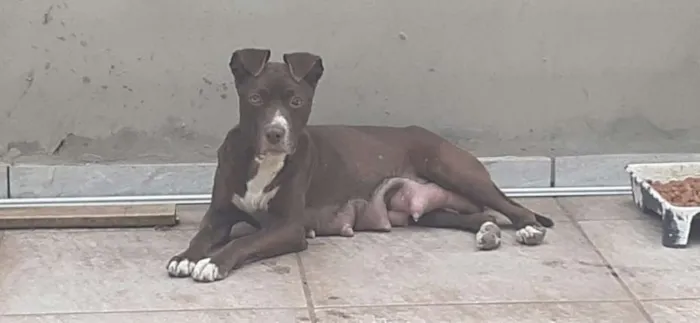 Cachorro ra a MESTIÇO PITBULL idade 2 a 6 meses nome POMPOM