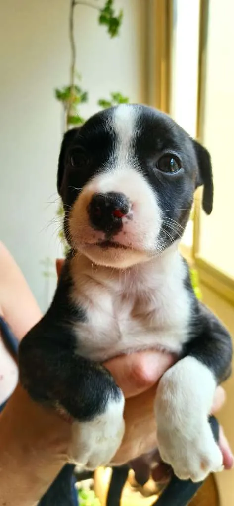 Cachorro ra a MESTIÇO PITBULL idade 2 a 6 meses nome JULIA