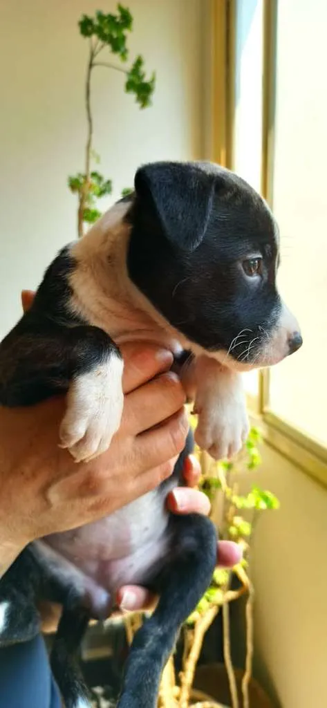 Cachorro ra a MESTIÇO PITBULL idade 2 a 6 meses nome JULIA