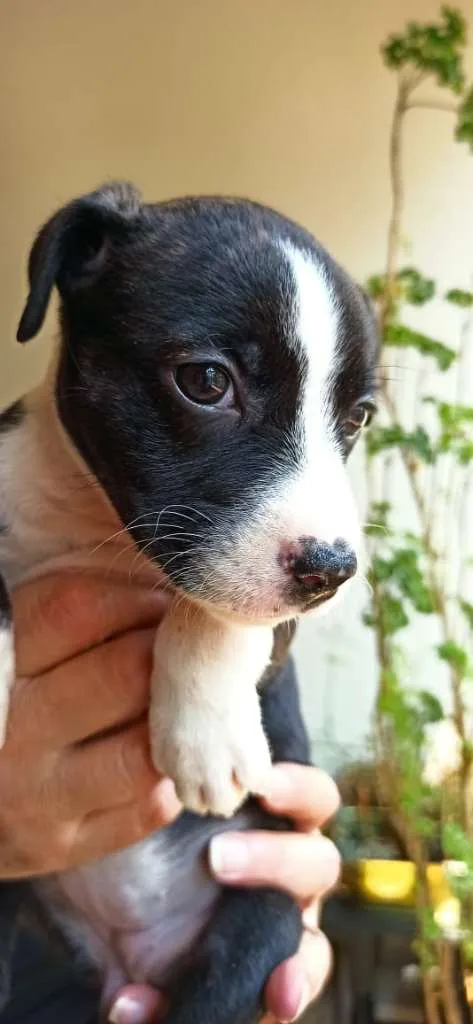 Cachorro ra a MESTIÇO PITBULL idade 2 a 6 meses nome JULIA