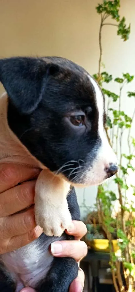 Cachorro ra a MESTIÇO PITBULL idade 2 a 6 meses nome JULIA