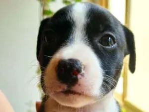 Cachorro raça MESTIÇO PITBULL idade 2 a 6 meses nome JULIA