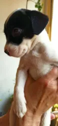 NENÊ