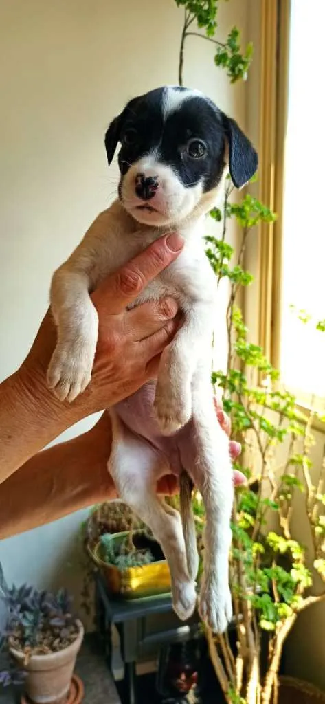 Cachorro ra a MESTIÇO DE PITBULL idade 2 a 6 meses nome NENÊ