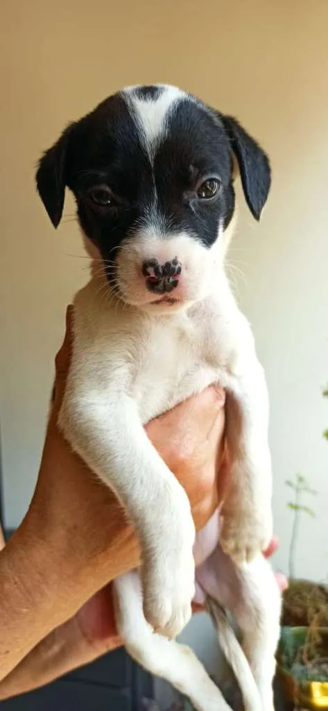 Cachorro ra a MESTIÇO DE PITBULL idade 2 a 6 meses nome NENÊ