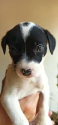 NENÊ