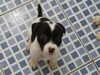 Cachorro ra a MESTIÇO DE PITBULL idade 2 a 6 meses nome NENÊ