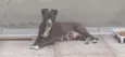 NENÊ