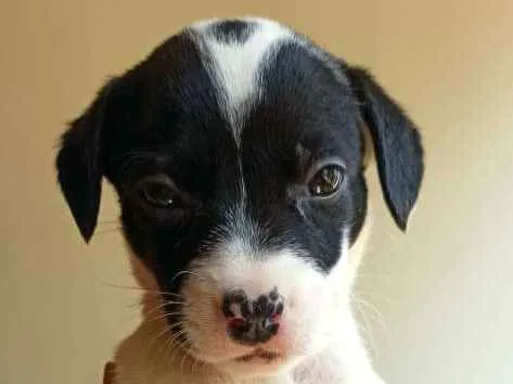 Cachorro ra a MESTIÇO DE PITBULL idade 2 a 6 meses nome NENÊ