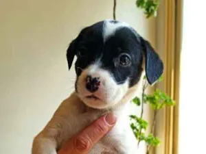 Cachorro raça MESTIÇO DE PITBULL idade 2 a 6 meses nome NENÊ