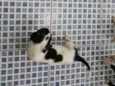 NENÊ