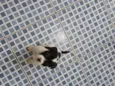 NENÊ