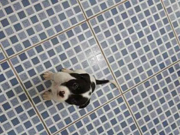 Cachorro ra a MESTIÇO DE PITBULL idade 2 a 6 meses nome NENÊ