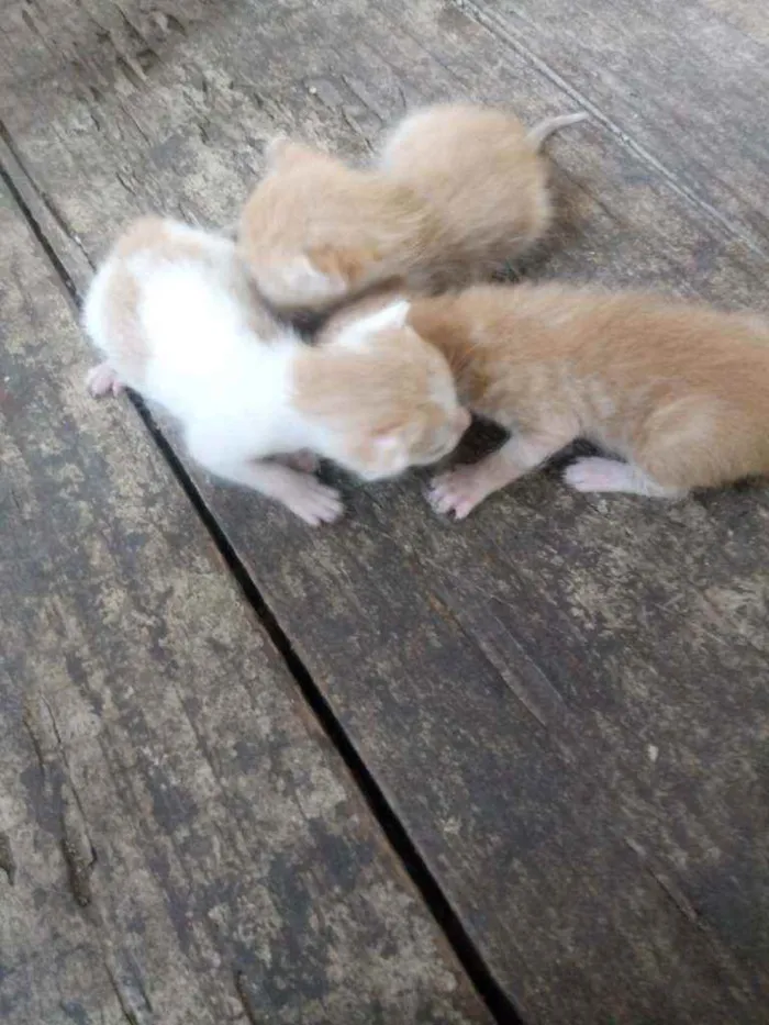 Gato ra a Viralata idade Abaixo de 2 meses nome Nenhum