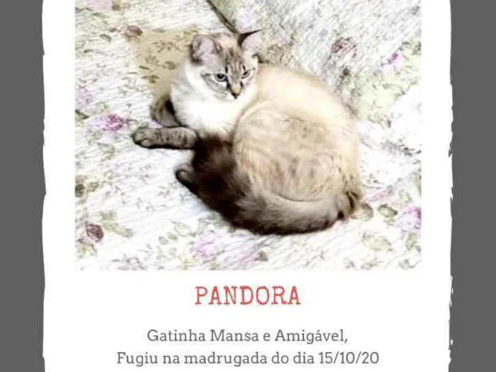 Gato ra a mestiço idade 1 ano nome Pandora