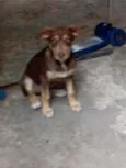 Safira