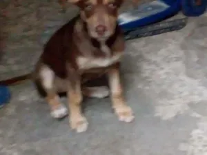 Cachorro raça Labrador com viralata idade 2 a 6 meses nome Safira
