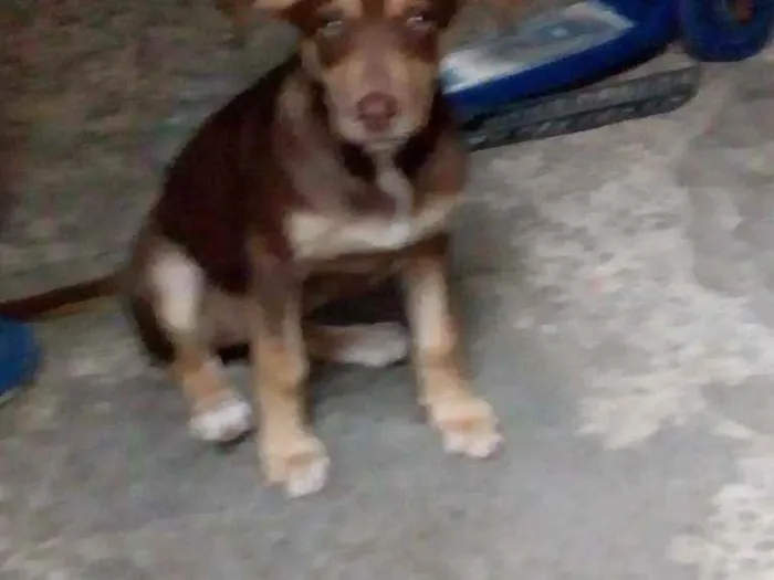 Cachorro ra a Labrador com viralata idade 2 a 6 meses nome Safira