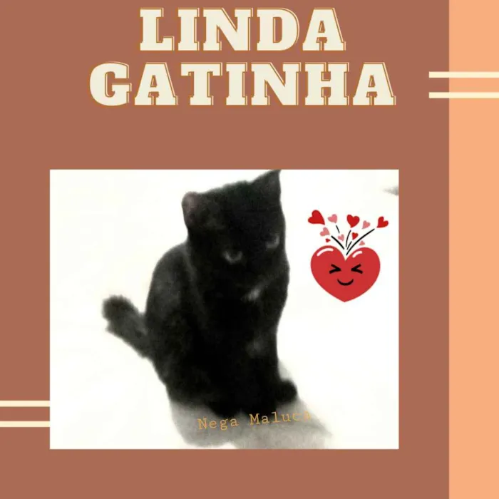 Gato ra a Srd idade 2 a 6 meses nome Nega maluca