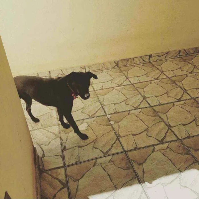 Cachorro ra a Vira lata com labrador idade 4 anos nome Tapioca