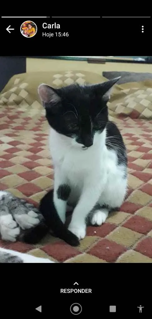 Gato ra a SRD idade 2 a 6 meses nome Sem nome