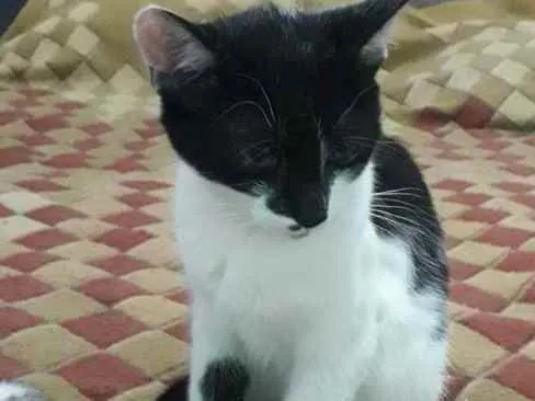 Gato ra a SRD idade 2 a 6 meses nome Sem nome