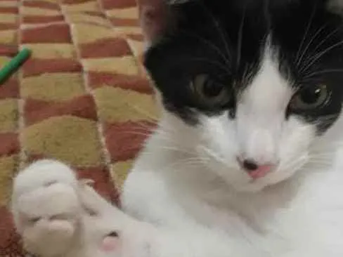 Gato ra a SRD  idade 2 a 6 meses nome Sem nome