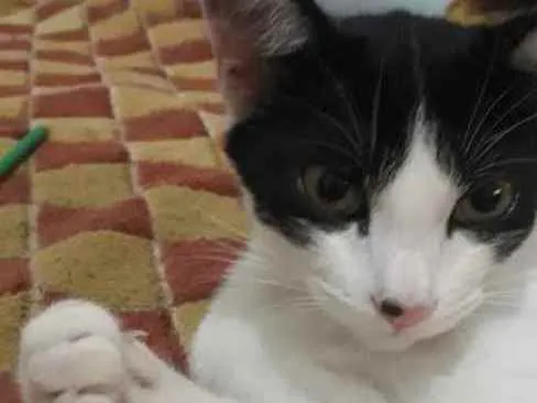 Gato ra a SRD  idade 2 a 6 meses nome Sem nome