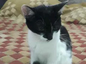 Gato raça SRD  idade 2 a 6 meses nome Sem nome