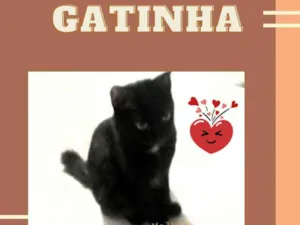 Gato raça Srd idade 2 a 6 meses nome Nega maluca