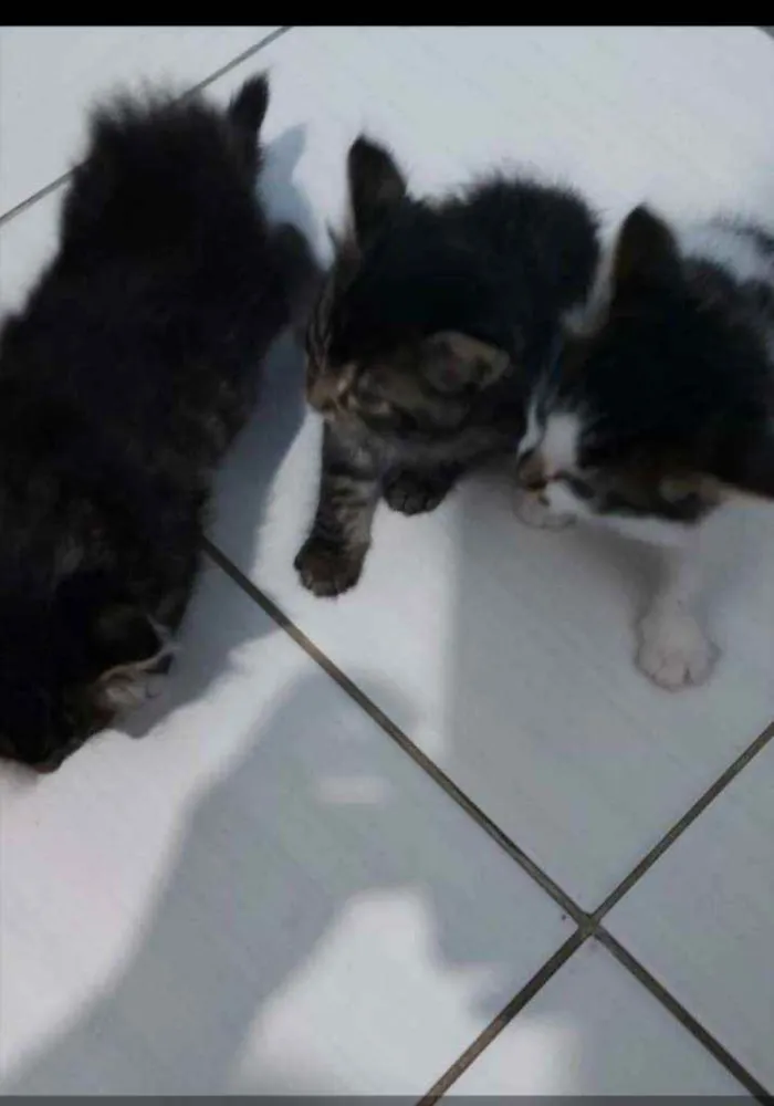 Gato ra a Sei que e de raça  idade  nome Não tem nome