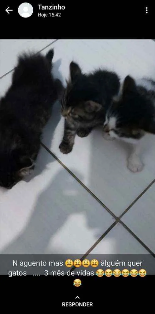 Gato ra a Sei que e de raça  idade  nome Não tem nome