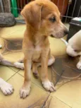 Cachorro raça SRD  idade 2 a 6 meses nome Tody