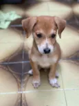 Cachorro raça SRD  idade 2 a 6 meses nome Tody