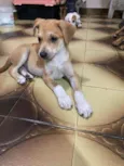 Cachorro raça SRD  idade 2 a 6 meses nome Tody