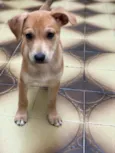 Cachorro raça SRD  idade 2 a 6 meses nome Tody