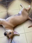 Cachorro raça SRD  idade 2 a 6 meses nome Tody