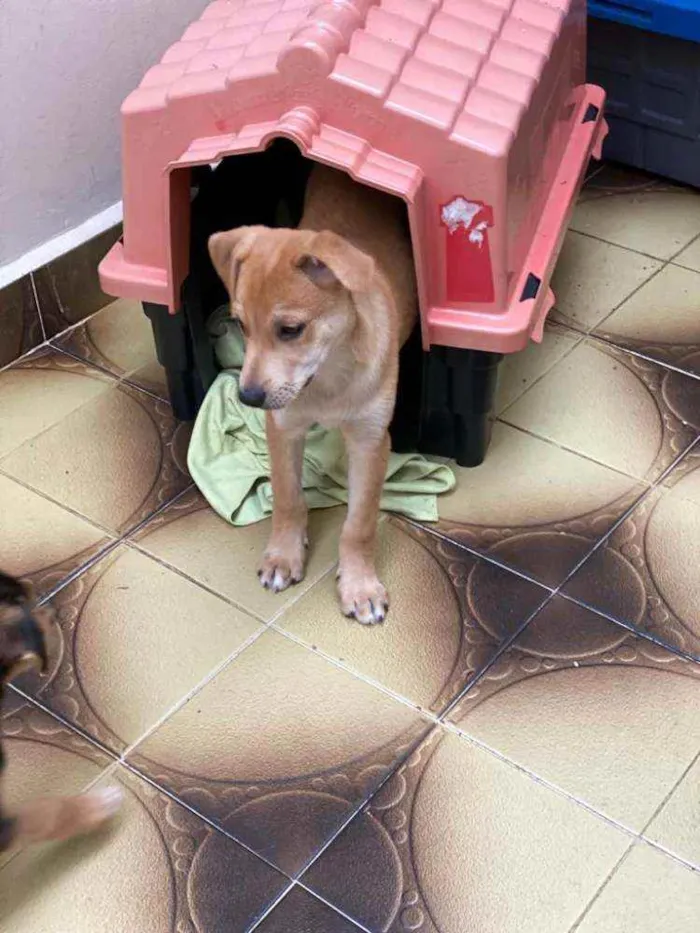 Cachorro raça SRD  idade 2 a 6 meses nome Tody