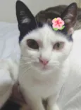 Cherry Linda bebê