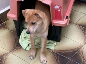 Cachorro raça SRD  idade 2 a 6 meses nome Tody