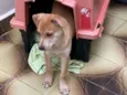 Cachorro raça SRD  idade 2 a 6 meses nome Tody