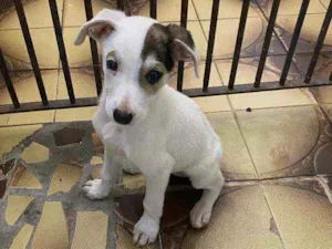 Cachorro raça SRD  idade 2 a 6 meses nome Bela