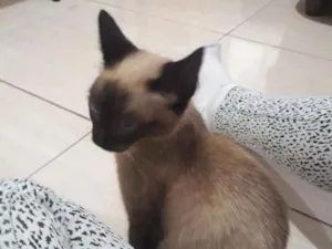 Gato raça Siames  idade 2 a 6 meses nome Bb