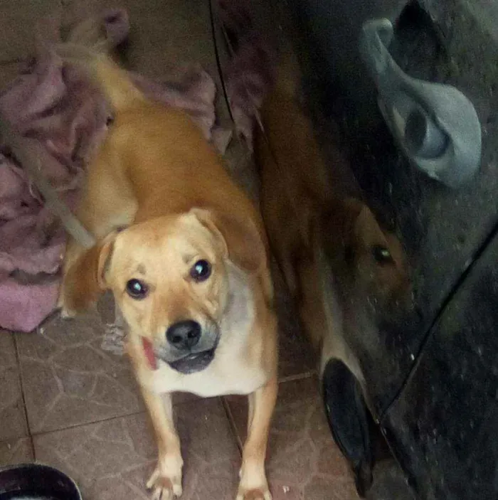 Cachorro ra a Vira lata idade 7 a 11 meses nome Tel