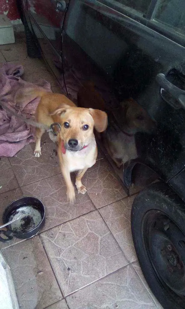 Cachorro ra a Vira lata idade 7 a 11 meses nome Tel