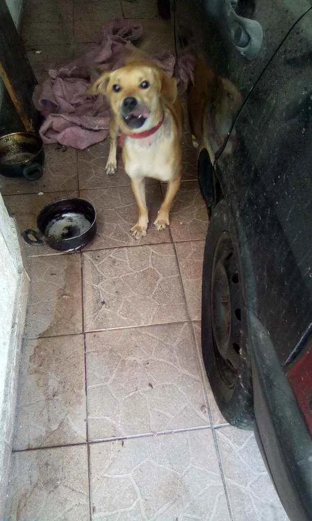 Cachorro ra a Vira lata idade 7 a 11 meses nome Tel